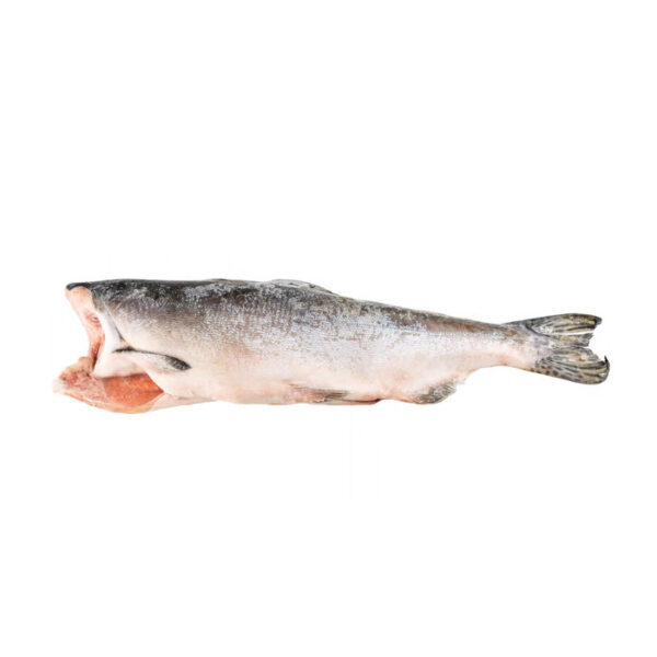 Salmón rosado (jorobado)